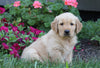 AKC Registered Golden Retriever For Sale Millersburg, OH Male- Marlo