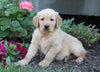 AKC Registered Golden Retriever For Sale Millersburg, OH Male- Marlo