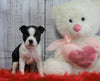 ACA Registered Boston Terrier For Sale Warsaw, OH Female- Daisy