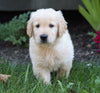 AKC Registered Golden Retriever For Sale Millersburg, OH Male- Charley