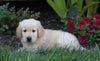 AKC Registered Golden Retriever For Sale Millersburg, OH Male- Charley