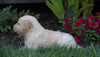 AKC Registered Golden Retriever For Sale Millersburg, OH Male- Charley