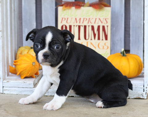 Boston Terrier For Sale Wooster, OH Female- Ally