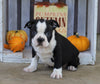 Boston Terrier For Sale Wooster, OH Male- Kobe