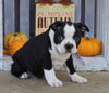 Boston Terrier For Sale Wooster, OH Male- Kobe