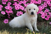 AKC Registered English Cream Golden Retriever For Sale Wooster, OH Female- Faith