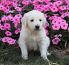 AKC Registered English Cream Golden Retriever For Sale Wooster, OH Male- Dexter