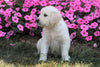 AKC Registered English Cream Golden Retriever For Sale Wooster, OH Male- Bruno