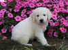 AKC Registered English Cream Golden Retriever For Sale Wooster, OH Male- Winston