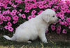 AKC Registered English Cream Golden Retriever For Sale Wooster, OH Male- Ace