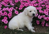 AKC Registered English Cream Golden Retriever For Sale Wooster, OH Male- Ace