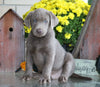 AKC Registered Silver Labrador Retriever For Sale Sugarcreek, OH Male- Buddy