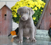 AKC Registered Silver Labrador Retriever For Sale Sugarcreek, OH Male- Buddy