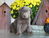 AKC Registered Silver Labrador Retriever For Sale Sugarcreek, OH Male- Roscoe