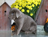 AKC Registered Silver Labrador Retriever For Sale Sugarcreek, OH Male- Roscoe