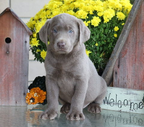 AKC Registered Silver Labrador Retriever For Sale Sugarcreek, OH Male- Coco