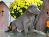 AKC Registered Silver Labrador Retriever For Sale Sugarcreek, OH Male- Coco