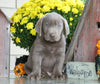 AKC Registered Silver Labrador Retriever For Sale Sugarcreek, OH Male- Smokey