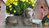 AKC Registered Silver Labrador Retriever For Sale Sugarcreek, OH Male- Smokey