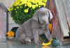 AKC Registered Silver Labrador Retriever For Sale Sugarcreek, OH Male- Smokey