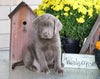 AKC Registered Silver Labrador Retriever For Sale Sugarcreek, OH Female- Trixie