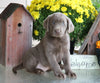 AKC Registered Silver Labrador Retriever For Sale Sugarcreek, OH Female- Trixie