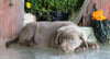 AKC Registered Silver Labrador Retriever For Sale Sugarcreek, OH Female- Trixie