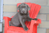 AKC Registered Silver Labrador Retriever For Sale Sugarcreek, OH Female- Trixie