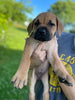 ICCF Registered Cane Corso For Sale Lousiville OH Male-Max
