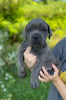 ICCF Registered Cane Corso For Sale Lousiville OH Female-Rae