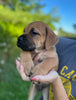 ICCF Registered Cane Corso For Sale Lousiville OH Male-Max