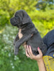 ICCF Registered Cane Corso For Sale Lousiville OH Female-Rae