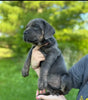 ICCF Registered Cane Corso For Sale Lousiville OH Male-Blue