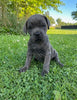 ICCF Registered Cane Corso For Sale Lousiville OH Female-Rae
