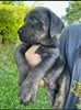 ICCF Registered Cane Corso For Sale Lousiville OH Male-Blue