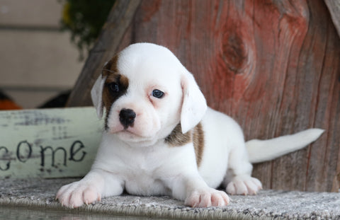 Puggle For Sale Sugarcreek, OH Female- Misty