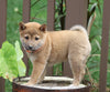 AKC Registered Shiba Inu For Sale Dundee, OH Female- Lily