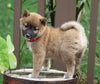 AKC Registered Shiba Inu For Sale Dundee, OH Female- Daisy