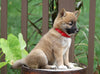 AKC Registered Shiba Inu For Sale Dundee, OH Female- Daisy