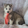 AKC Registered Siberian Husky For Sale Millersburg, OH Female- Sherry