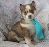 AKC Registered Siberian Husky For Sale Millersburg, OH Male- Spunky