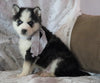 AKC Registered Siberian Husky For Sale Millersburg, OH Male- Max