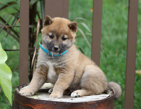 AKC Registered Shiba Inu For Sale Dundee, OH Male- Toby