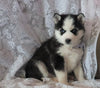 AKC Registered Siberian Husky For Sale Millersburg, OH Male- Max