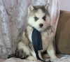 AKC Registered Siberian Husky For Sale Millersburg, OH Male- Rick