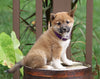 AKC Registered Shiba Inu For Sale Dundee, OH Female- Rose