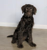 F1 Standard Labradoodle For Sale Millersburg, OH Male- Stormy