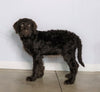 F1 Standard Labradoodle For Sale Millersburg, OH Male- Stormy