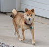 AKC Registered Shiba Inu For Sale Dundee, OH Female Tinkerbell