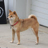 AKC Registered Shiba Inu For Sale Dundee, OH Female Tinkerbell